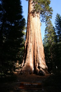 Kings canyon et Sequoias